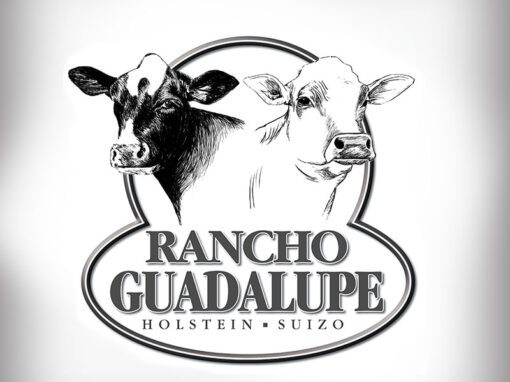 Rancho Guadalupe – holstein